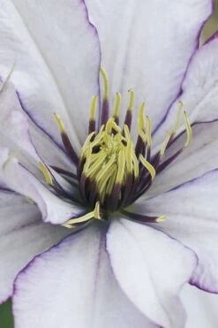 Samaritan Jo Clematis - 1 Gallon Pot -Cheap US Topiary Plant Store clematis samaritan joe 4