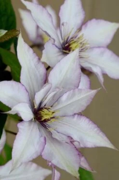 Samaritan Jo Clematis - 1 Gallon Pot -Cheap US Topiary Plant Store clematis samaritan joe 5