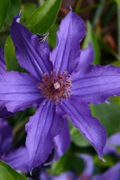 Sapphire Indigo Clematis - 1 Gallon Pot -Cheap US Topiary Plant Store clematis sapphire indigo 1 1