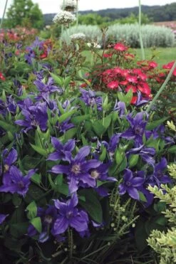 Sapphire Indigo Clematis - 1 Gallon Pot -Cheap US Topiary Plant Store clematis sapphire indigo 6 1