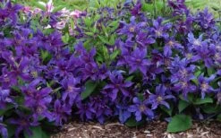 Sapphire Indigo Clematis - 3 Gallon Pot -Cheap US Topiary Plant Store clematis sapphire indigo 7
