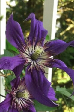 Sapphire Indigo Clematis - 3 Gallon Pot -Cheap US Topiary Plant Store clematis sapphire indigo 9