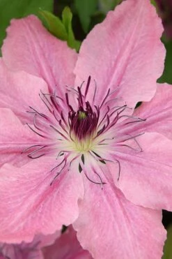 Sarah Elizabeth Clematis - 1 Gallon Pot -Cheap US Topiary Plant Store clematis sarah elizabeth 3