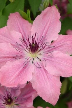 Sarah Elizabeth Clematis - 1 Gallon Pot -Cheap US Topiary Plant Store clematis sarah elizabeth 4