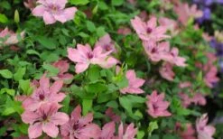 Sarah Elizabeth Clematis - 1 Gallon Pot -Cheap US Topiary Plant Store clematis sarah elizabeth 5