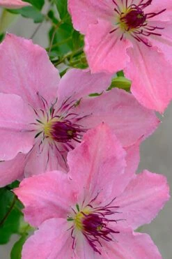 Sarah Elizabeth Clematis - 1 Gallon Pot -Cheap US Topiary Plant Store clematis sarah elizabeth 7