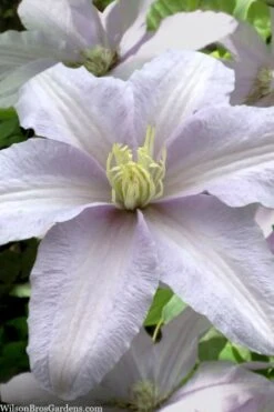 Silver Moon Clematis - 1 Gallon Pot