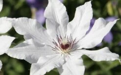 Snow Queen Clematis - 1 Gallon Pot -Cheap US Topiary Plant Store clematis snow queen 3