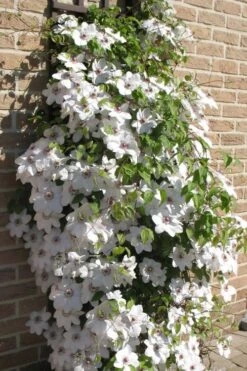 Snow Queen Clematis - 1 Gallon Pot -Cheap US Topiary Plant Store clematis snow queen 4