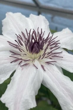 Snow Queen Clematis - 1 Gallon Pot -Cheap US Topiary Plant Store clematis snow queen 5