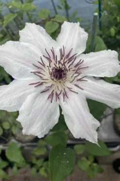 Snow Queen Clematis - 1 Gallon Pot -Cheap US Topiary Plant Store clematis snow queen 7