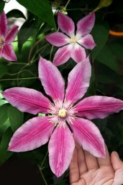 Sugar Candy Clematis - 1 Gallon Pot -Cheap US Topiary Plant Store clematis sugar candy 3