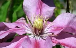 Sugar Candy Clematis - 1 Gallon Pot -Cheap US Topiary Plant Store clematis sugar candy 5