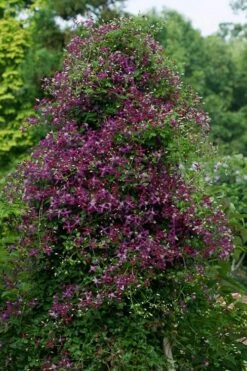 Sweet Summer Love Clematis - 1 Gallon Pot -Cheap US Topiary Plant Store clematis sweet summer love 4