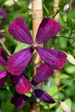 Sweet Summer Love Clematis - 1 Gallon Pot -Cheap US Topiary Plant Store clematis sweet summer love 7
