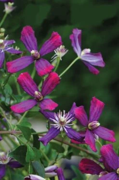 Sweet Summer Love Clematis - 1 Gallon Pot -Cheap US Topiary Plant Store clematis sweet summer love 8