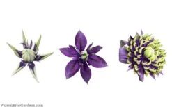 Taiga Clematis - 3 Gallon Pot -Cheap US Topiary Plant Store clematis taiga 24