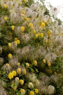 Tangutica Yellow Clematis - 1 Gallon Pot -Cheap US Topiary Plant Store clematis tangutica flowers and seedheads