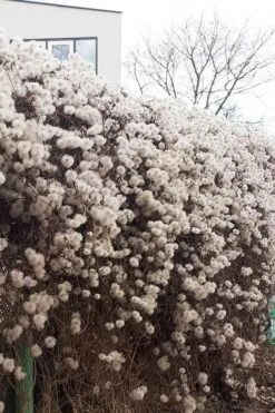 Tangutica Yellow Clematis - 1 Gallon Pot -Cheap US Topiary Plant Store clematis tangutica seedheads winter