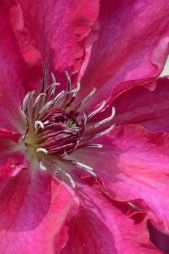 Garland Tekla Clematis - 1 Gallon Pot -Cheap US Topiary Plant Store clematis tekla 1