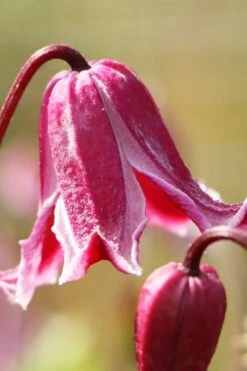 Etioile Rose Clematis - 1 Gallon Pot -Cheap US Topiary Plant Store clematis texensis etoile rose 1