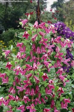 Etioile Rose Clematis - 1 Gallon Pot -Cheap US Topiary Plant Store clematis texensis etoile rose 4