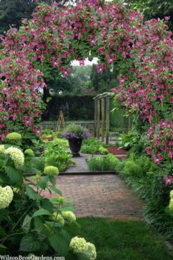 Etioile Rose Clematis - 1 Gallon Pot -Cheap US Topiary Plant Store clematis texensis etoile rose 5