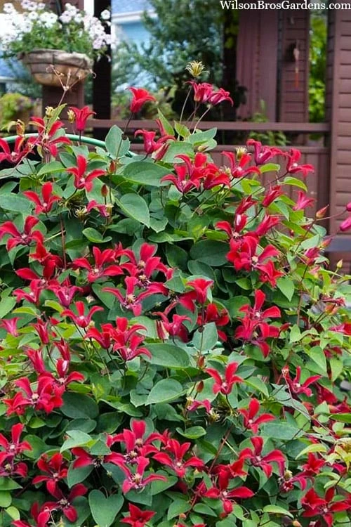 Gravetye Beauty Clematis - 1 Gallon Pot 4 Gravetye Beauty Clematis - 1 Gallon Pot - Image 4