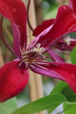 Gravetye Beauty Clematis - 1 Gallon Pot 15 Gravetye Beauty Clematis - 1 Gallon Pot -Cheap US Topiary Plant Store clematis texensis gravetye beauty 6