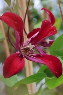 Gravetye Beauty Clematis - 1 Gallon Pot 14 Gravetye Beauty Clematis - 1 Gallon Pot -Cheap US Topiary Plant Store clematis texensis gravetye beauty 7