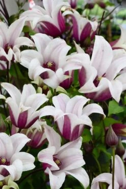 Princess Kate Clematis - 1 Gallon Pot 17 Princess Kate Clematis - 1 Gallon Pot -Cheap US Topiary Plant Store clematis texensis princess kate 14