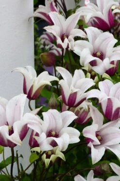 Princess Kate Clematis - 1 Gallon Pot 19 Princess Kate Clematis - 1 Gallon Pot -Cheap US Topiary Plant Store clematis texensis princess kate 15