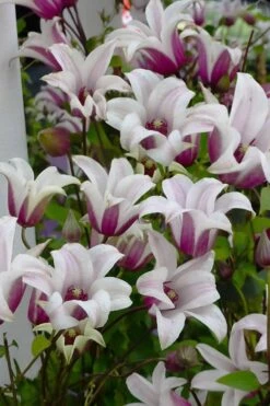 Princess Kate Clematis - 1 Gallon Pot 13 Princess Kate Clematis - 1 Gallon Pot -Cheap US Topiary Plant Store clematis texensis princess kate 4
