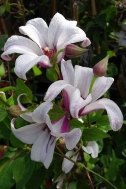 Princess Kate Clematis - 1 Gallon Pot 16 Princess Kate Clematis - 1 Gallon Pot -Cheap US Topiary Plant Store clematis texensis princess kate 5