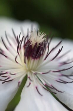 The Countess Of Wessex Clematis - 1 Gallon Pot -Cheap US Topiary Plant Store clematis the countess of wessex 4