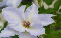 Tranquilite Clematis - 1 Gallon Pot -Cheap US Topiary Plant Store clematis tranquilete 1