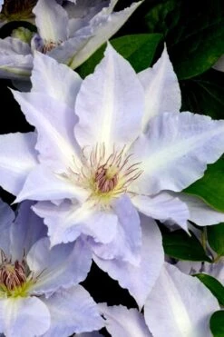 Tranquilite Clematis - 1 Gallon Pot -Cheap US Topiary Plant Store clematis tranquilete 3