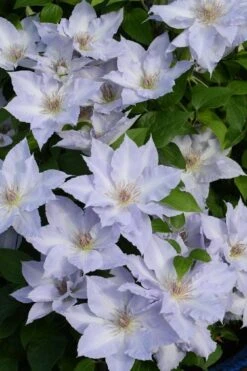 Tranquilite Clematis - 1 Gallon Pot -Cheap US Topiary Plant Store clematis tranquilite 11