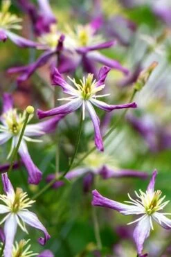 Rubromarginata Fragrant Clematis - 1 Gallon Pot -Cheap US Topiary Plant Store clematis triternata rubromarginata 1