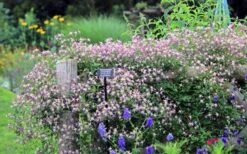 Rubromarginata Fragrant Clematis - 1 Gallon Pot -Cheap US Topiary Plant Store clematis triternata rubromarginata 6