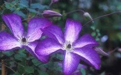 Venosa Violacea Clematis - 1 Gallon Pot -Cheap US Topiary Plant Store clematis venosa violacea 1