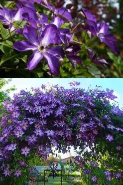 Venosa Violacea Clematis - 1 Gallon Pot -Cheap US Topiary Plant Store clematis venosa violacea 3