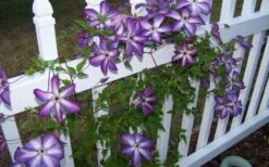 Venosa Violacea Clematis - 1 Gallon Pot -Cheap US Topiary Plant Store clematis venosa violacea 4