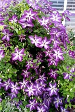 Venosa Violacea Clematis - 1 Gallon Pot -Cheap US Topiary Plant Store clematis venosa violacea 5