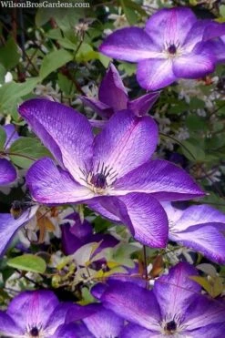 Venosa Violacea Clematis - 1 Gallon Pot -Cheap US Topiary Plant Store clematis venosa violacea 7