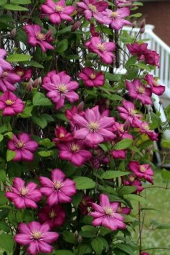 Ville De Lyon Clematis - 1 Gallon Pot 11 Ville De Lyon Clematis - 1 Gallon Pot -Cheap US Topiary Plant Store clematis ville de lyon 2