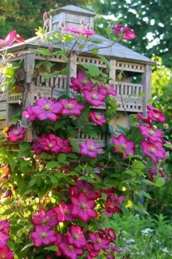 Ville De Lyon Clematis - 1 Gallon Pot 10 Ville De Lyon Clematis - 1 Gallon Pot -Cheap US Topiary Plant Store clematis ville de lyon 7