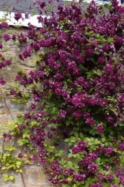 Purpurea Plena Elegans Clematis - 1 Gallon Pot -Cheap US Topiary Plant Store clematis viticella purpurea plena elegans 1