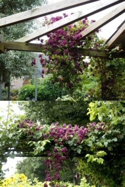 Purpurea Plena Elegans Clematis - 1 Gallon Pot -Cheap US Topiary Plant Store clematis viticella purpurea plena elegans 10