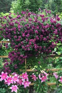 Purpurea Plena Elegans Clematis - 1 Gallon Pot -Cheap US Topiary Plant Store clematis viticella purpurea plena elegans 3